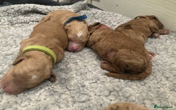 Labradoodle dogs for sale: Multigenerational Labradoodle Puppies  - Image 2