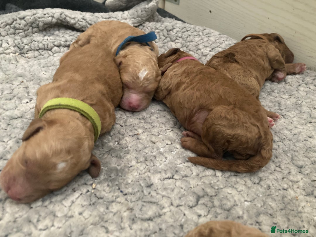 Labradoodle dogs for sale: Multigenerational Labradoodle Puppies  - Image 2