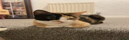 Mixed Breed cats for sale: Two beautiful kittens  - Advert 2