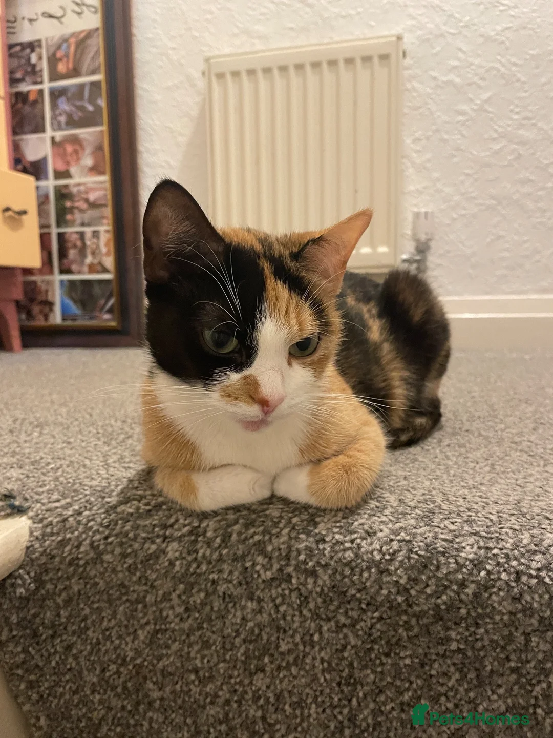Mixed Breed cats for sale: Two beautiful kittens  - Advert 2