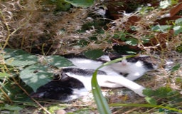 British Longhair cats for sale: 4 Beautiful Kittens - Image 6