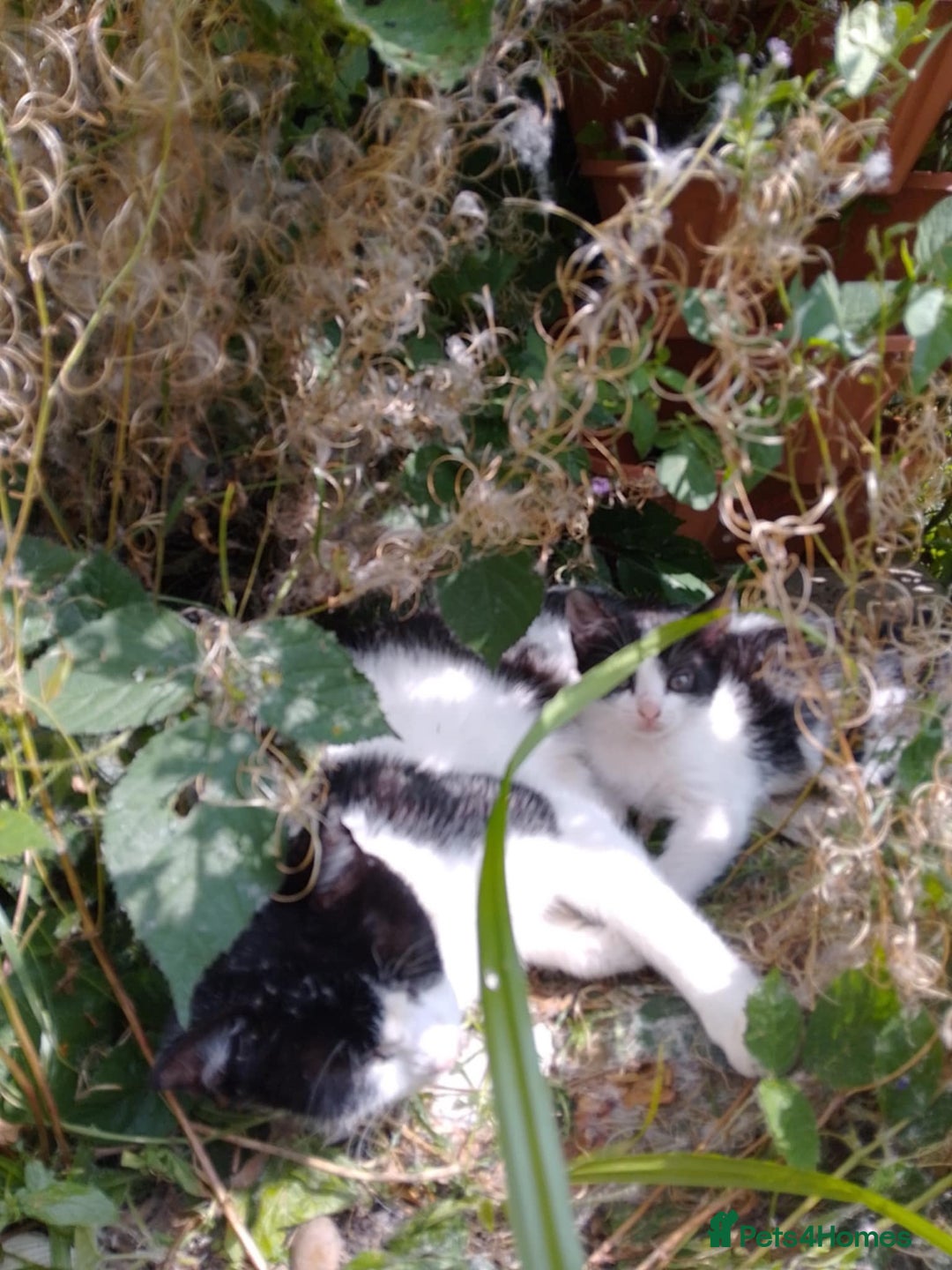British Longhair cats for sale: 4 Beautiful Kittens - Image 6