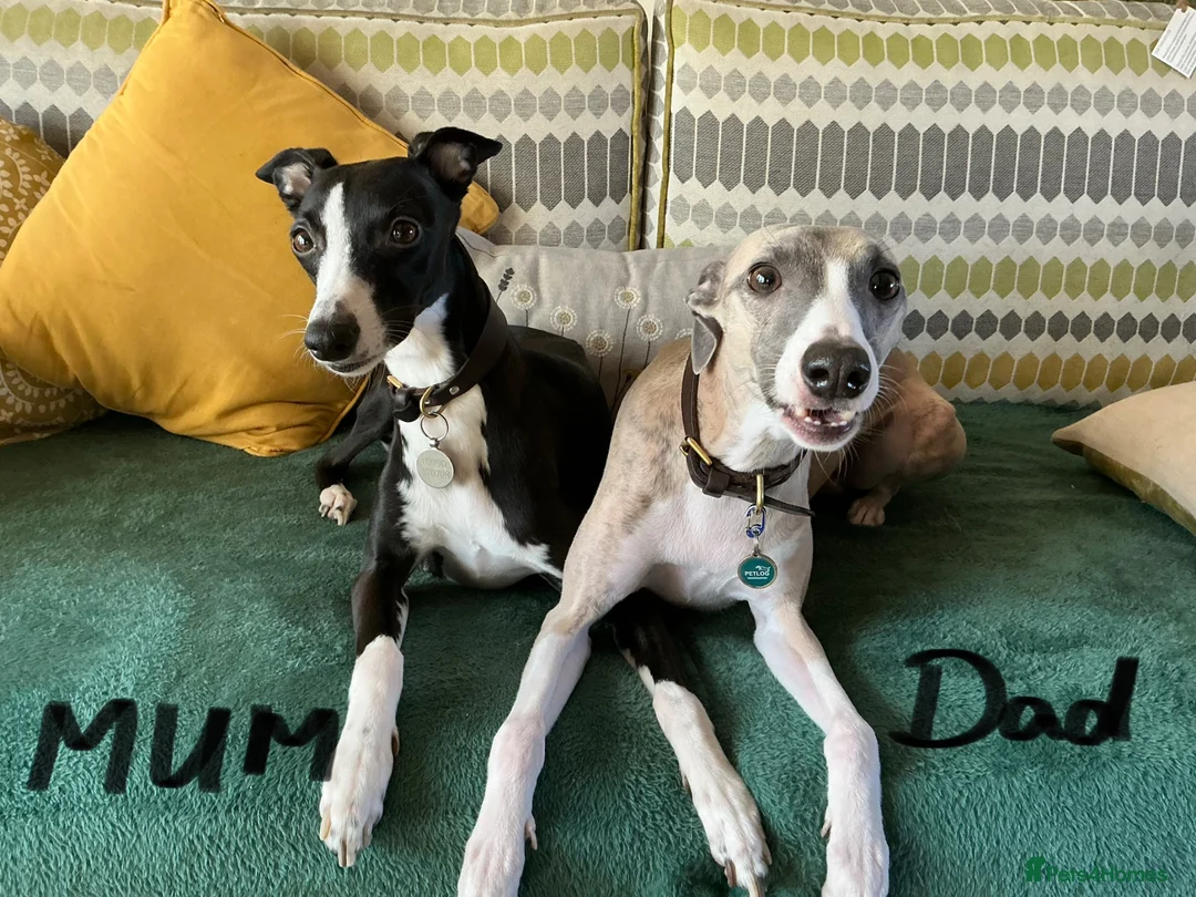 Mixed Breed dogs for sale: Whippet X Italian greyhound puppies 75%:25% in Market Drayton - Advert 2