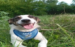 Mixed Breed dogs for adoption: ❤️ Alma – a 1.5-year-old lower-medium girl❤️ - Advert 6