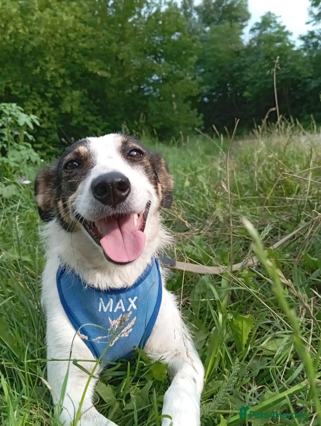 Mixed Breed dogs for adoption: ❤️ Alma – a 1.5-year-old lower-medium girl❤️ - Advert 6