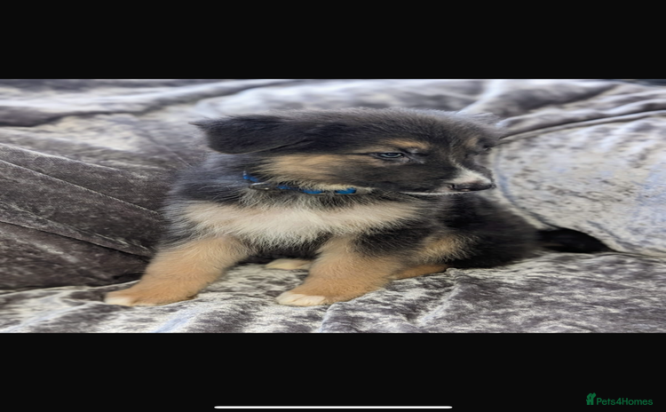 German Shepherd dogs - Advert 1