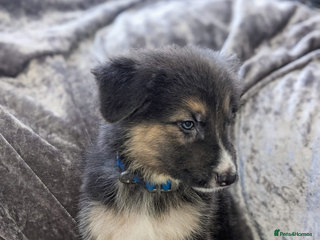 German Shepherd dogs - Advert 2