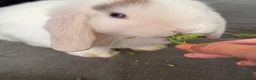 Mini Lop rabbits for sale: 🐰💕💙Ready To Leave Now - two babies  left 🐰 - Advert 12