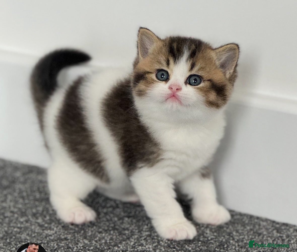 British Shorthair cats Ready now ! CH sire tabby bi colour boy ! - Advert 1