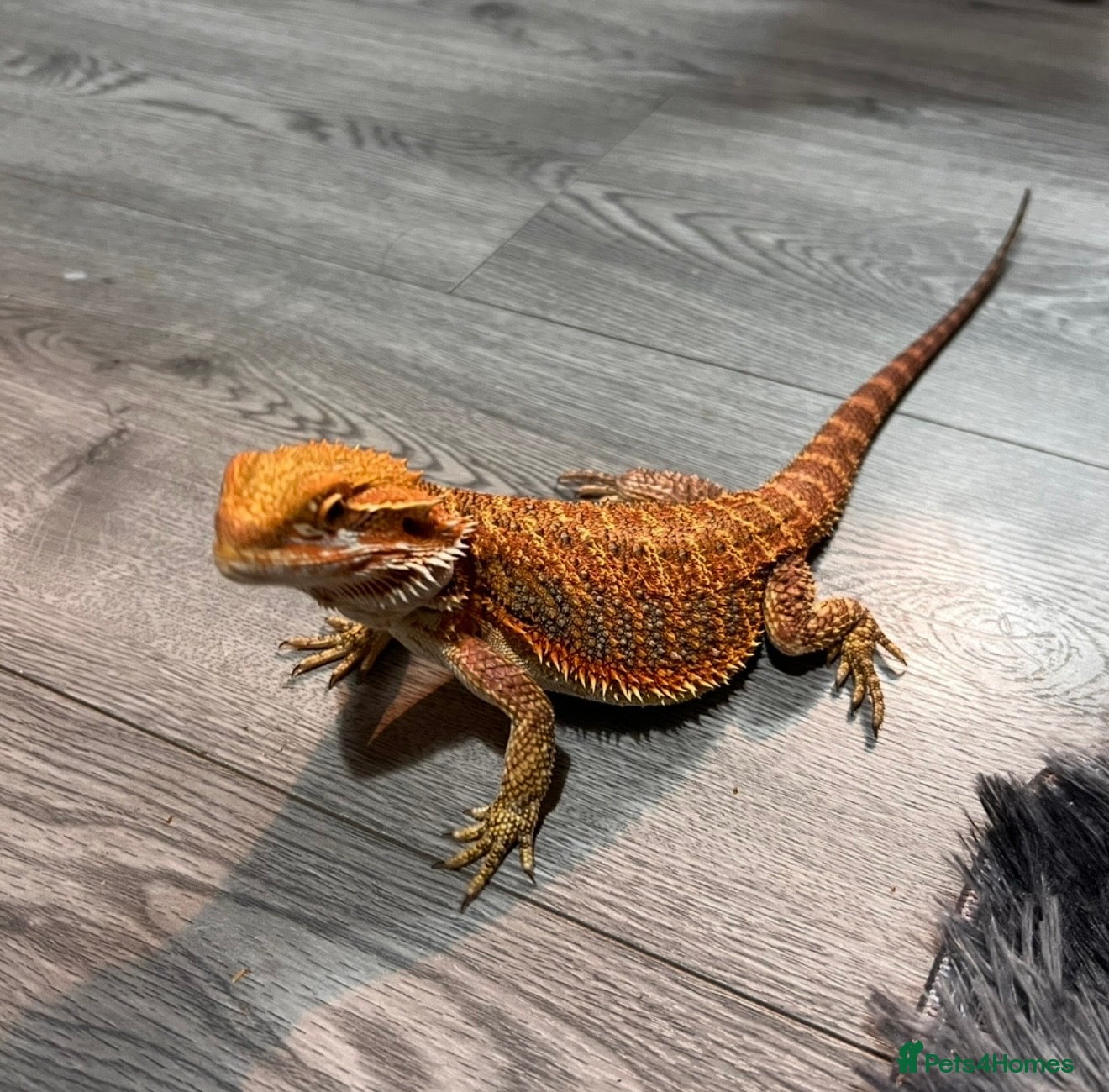 Bearded Dragon reptiles Bearded Dragon - Advert 1