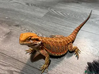 Bearded Dragon reptiles Bearded Dragon - Advert 1