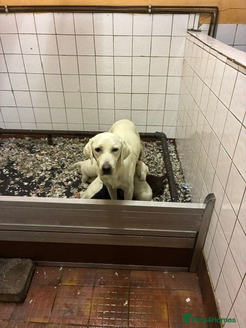 Labrador Retriever dogs Super Pedigree Labrador Puppies - Advert 1