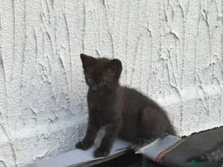 Mixed Breed cats Kittens - Advert 2