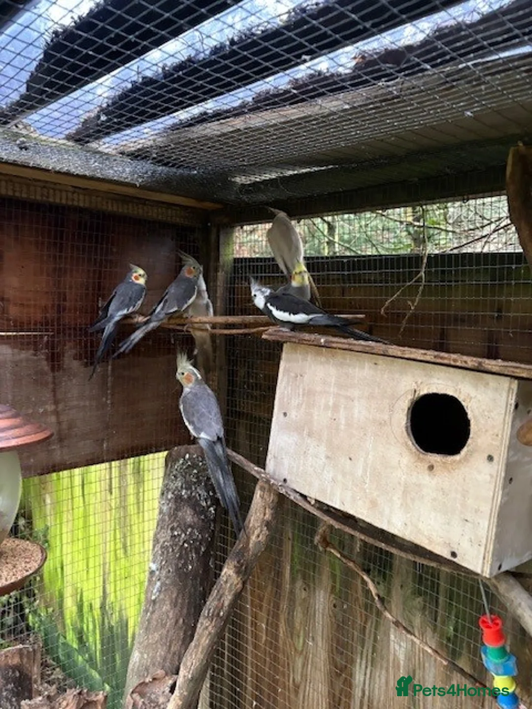 Cockatiels birds for sale: Cockatiels  for sale - Advert 2