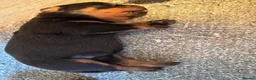 Rottweiler dogs for sale: Exceptional Rottweiler Puppies - Advert 10