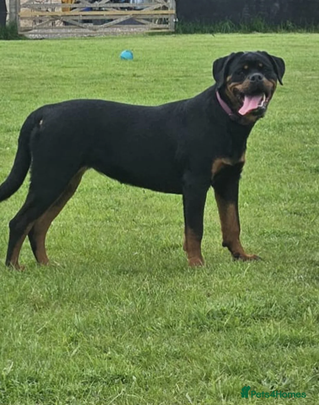 Rottweiler dogs for sale: LEGACY'S IN THE MAKING!! REX & MAGIC - Advert 21