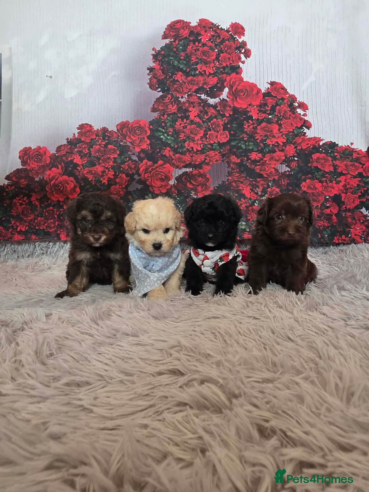 Maltipoo dogs Superb tiny maltipoos 🐾 - Advert 2