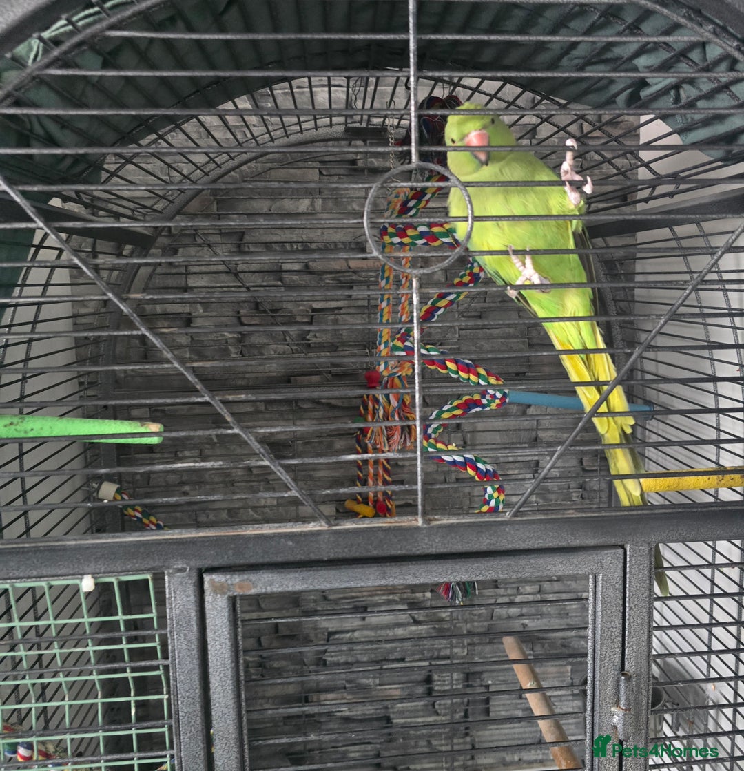 Ringnecks birds for sale: Semi tame ring neck - Image 3