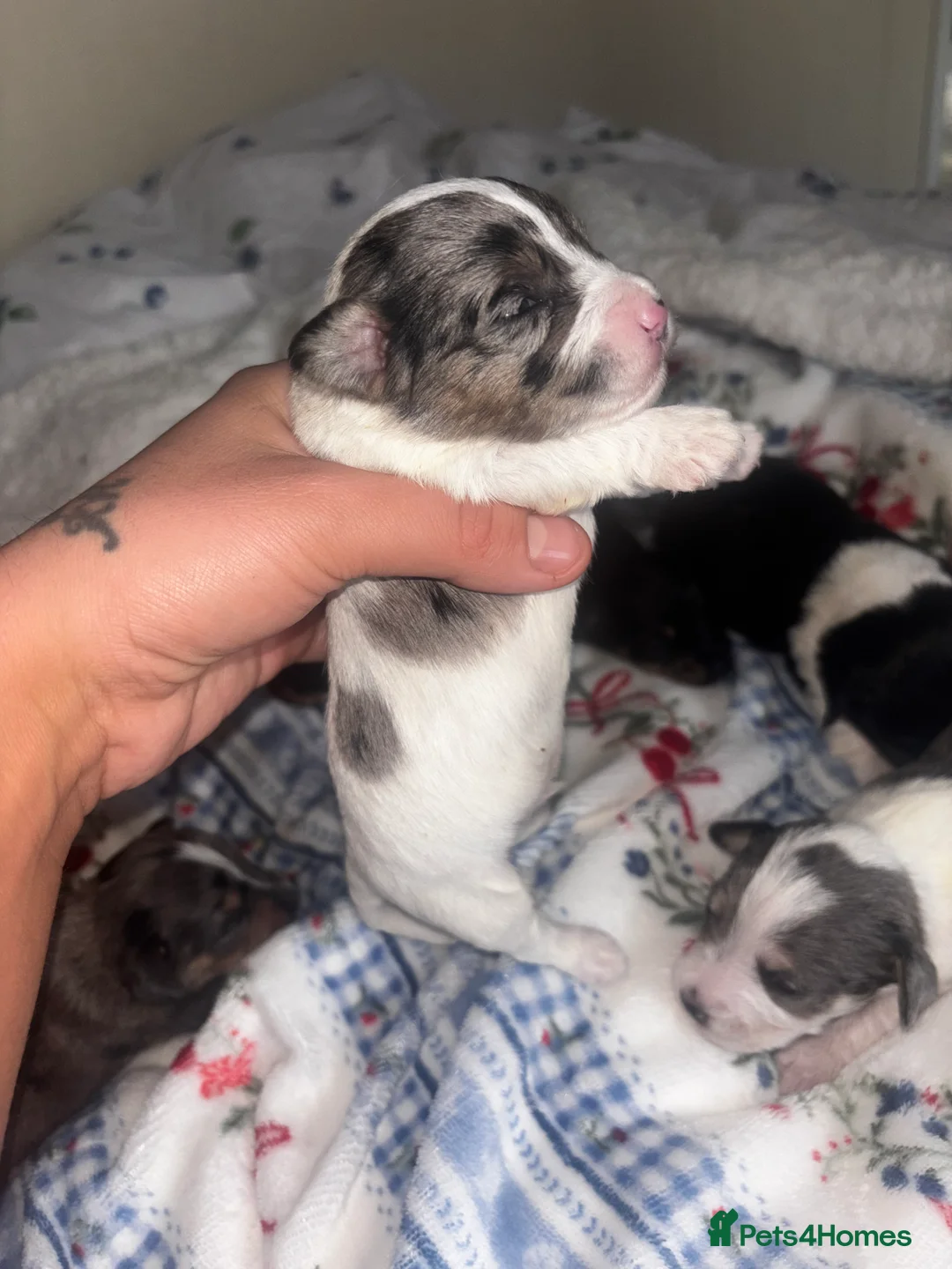 Mixed Breed dogs for sale: Terriers for new homes  - Advert 17