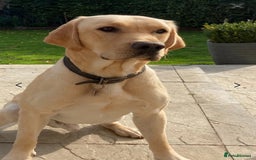 Labrador Retriever dogs for sale: Beautiful litter of kc registered labrador  - Image 2