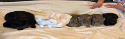 New Zealand rabbits for sale: New Zealand baby’s  - Advert 6