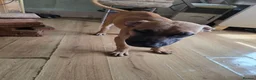 Presa Canario dogs for sale: Presa canario  - Advert 10