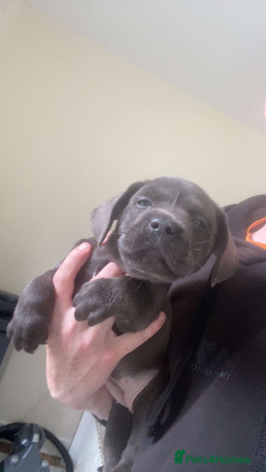 Labrador Retriever dogs for sale: Silver labrador puppys - Image 10