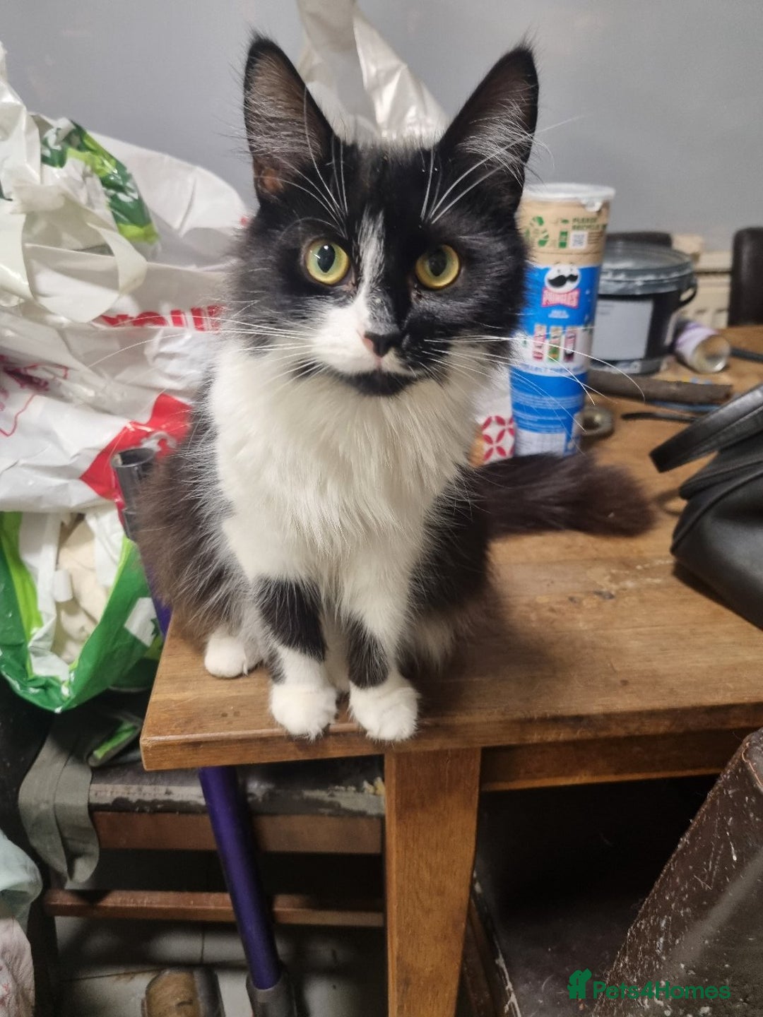 British Longhair cats for sale: 2 beautiful black kittens for sale  - Image 5