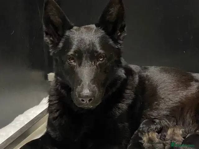 German Shepherd dogs 🐶 Outstanding German Shepherd puppies 🐶 - Advert 1