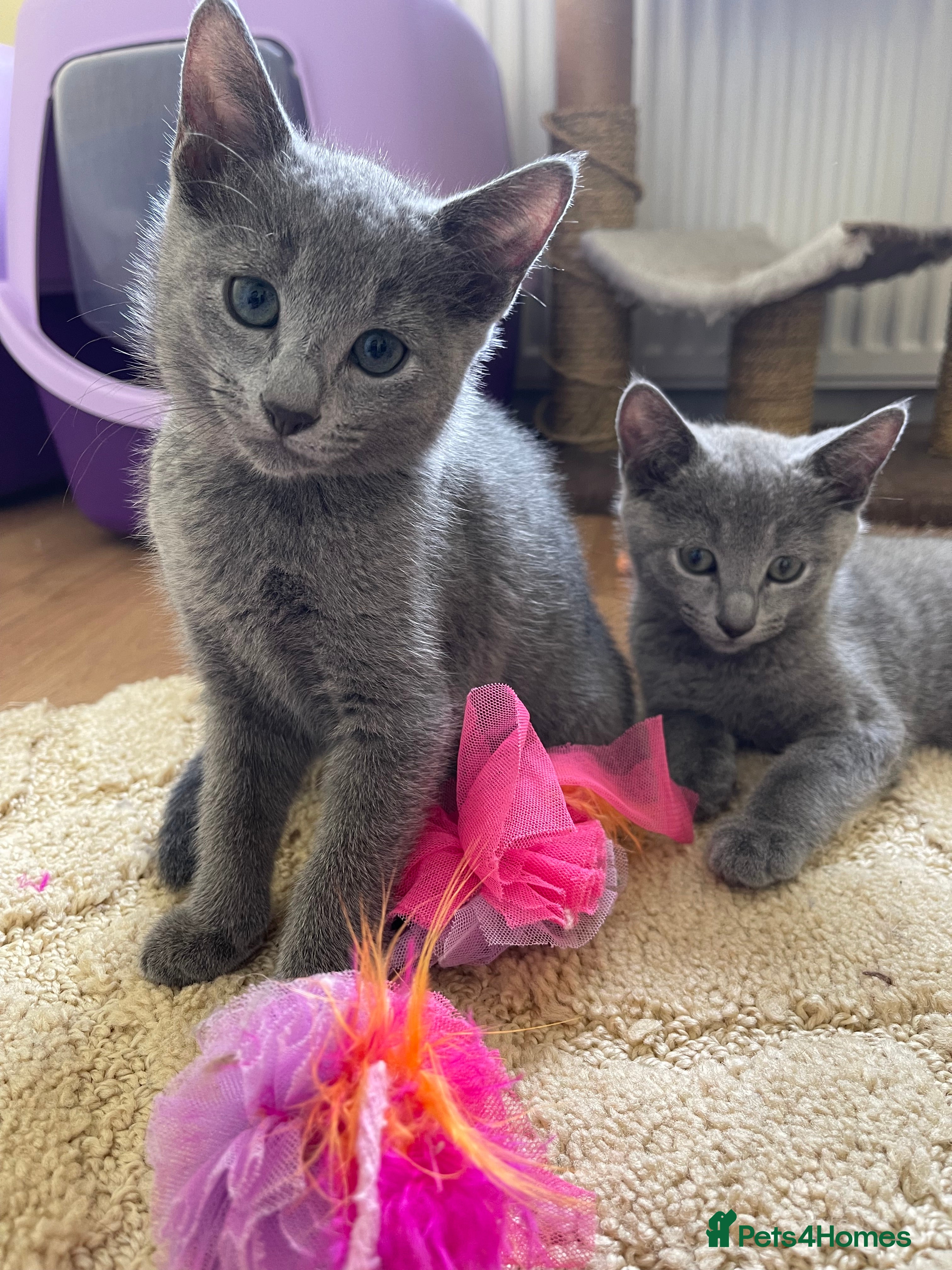 Russian Blue cats Gorgeous Russian Blue Kittens - Advert 20