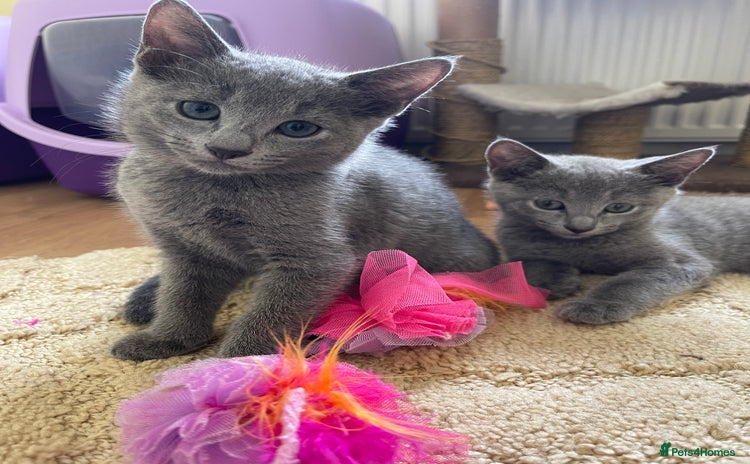 Russian Blue cats - Advert 1