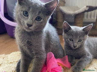 Russian Blue cats - Advert 9