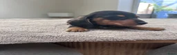 Miniature Dachshund dogs for sale: *** 3 beautiful mini dachshunds ** - Advert 14