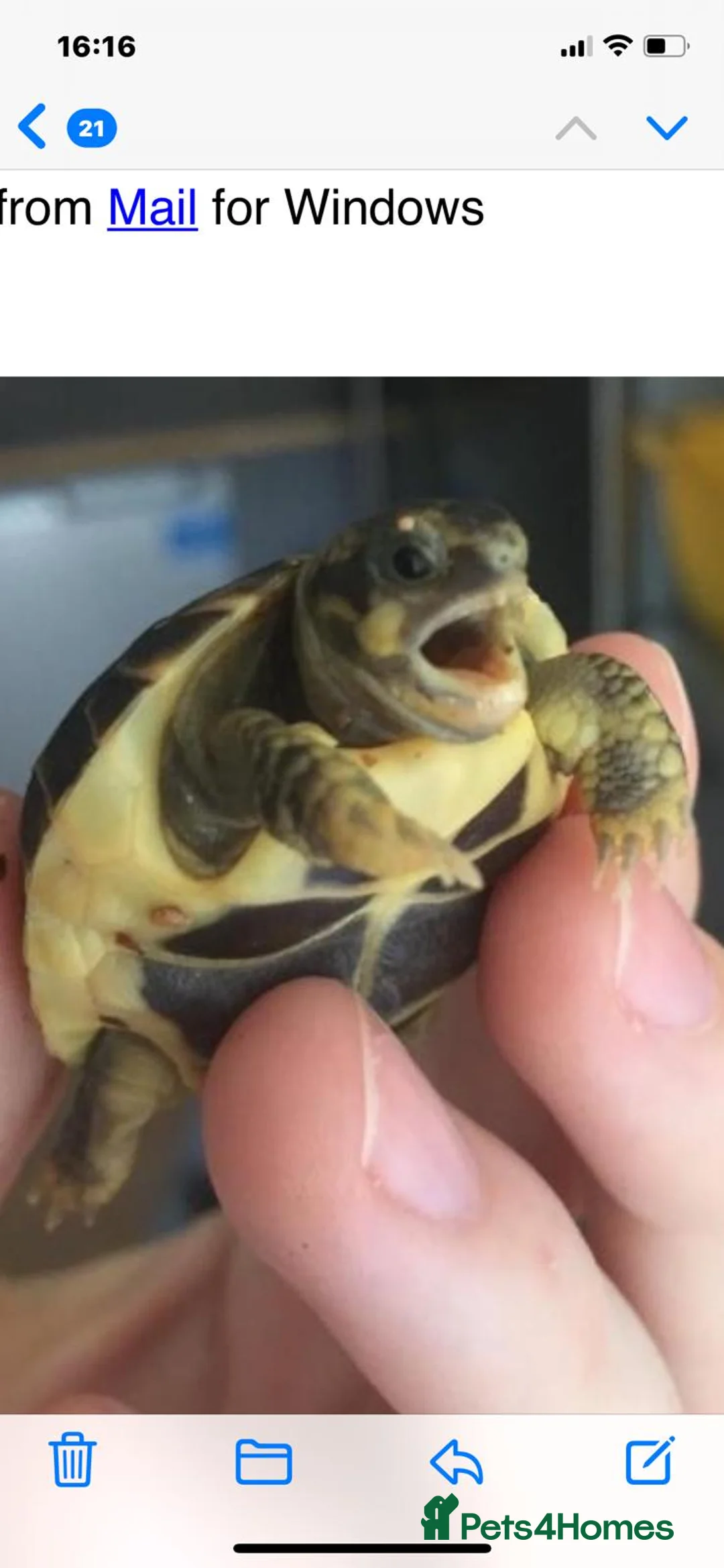 Hermann Tortoise reptiles for sale: WESTERN HERMANNS [ DWARF HERMANNS] - Advert 1