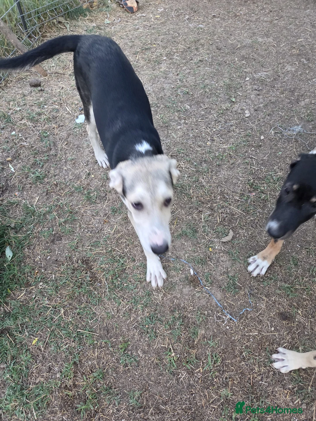 Mixed Breed dogs for adoption: RICKY - a superb young boy for a Loving Home - Advert 12