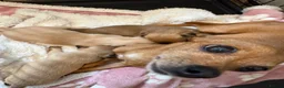 Chihuahua dogs for sale: Beautiful Chihuahua Puppies - Advert 7