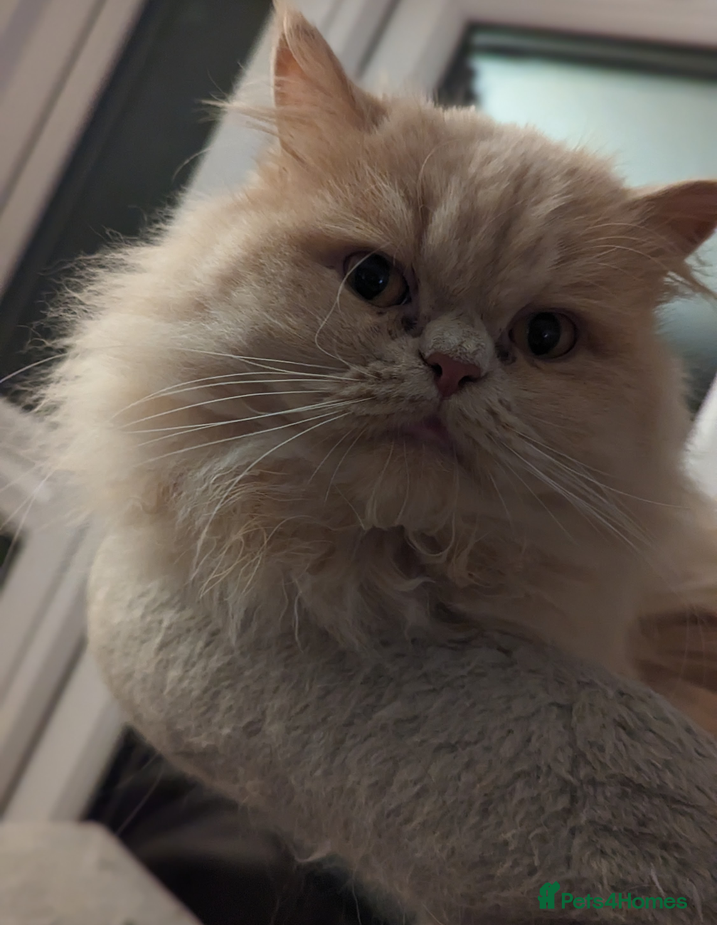 Persian cats Dollface Persian for Re-home nearly 5yrs years old - Advert 1