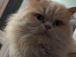 Persian cats Dollface Persian for Re-home nearly 5yrs years old - Advert 1