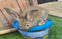 Flemish rabbits for sale: Full Flemish Rabbits  - Image 4