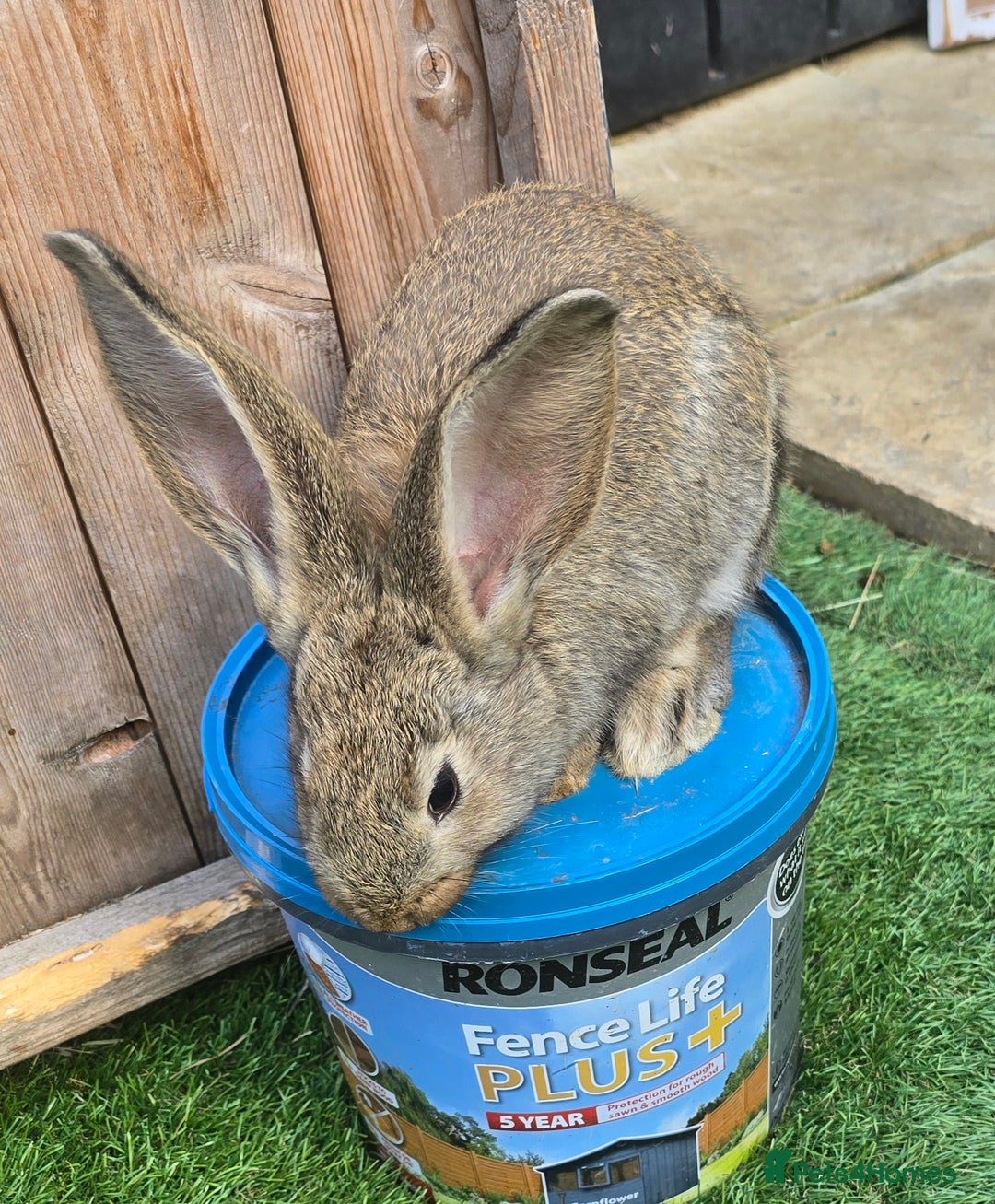 Flemish rabbits for sale: Full Flemish Rabbits  - Image 4