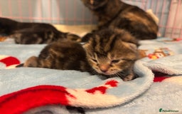 Mixed Breed cats for sale: 5 Gorgeous kittens for reserve - Image 17