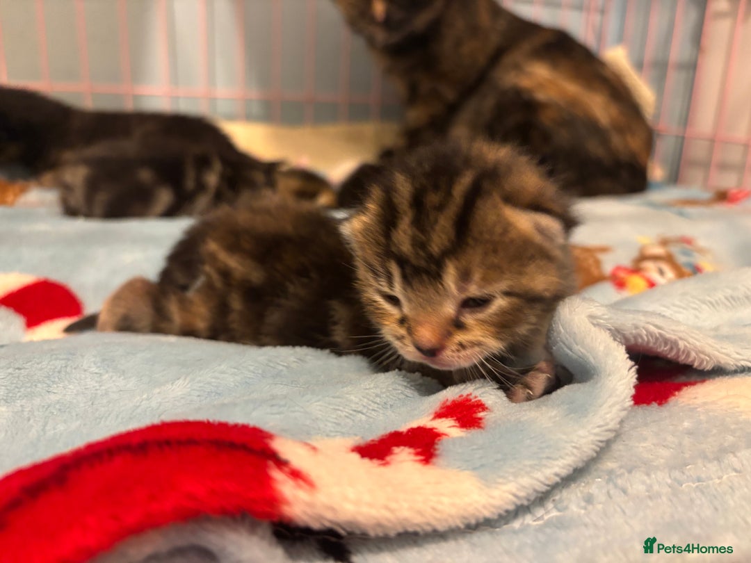Mixed Breed cats for sale: 5 Gorgeous kittens for reserve - Image 17