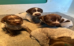 German Wirehaired Pointer dogs for sale: German wire-haired pointers   - Image 2