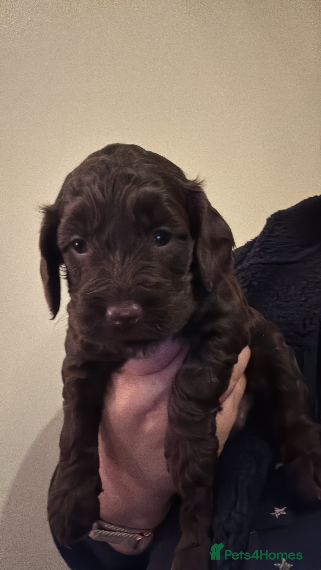 Cockapoo dogs for sale: Cockapoo Puppies F2 - Image 5