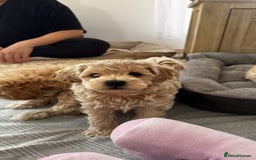 Maltipoo dogs for sale: Maltipoo puppies for sale  - Image 5