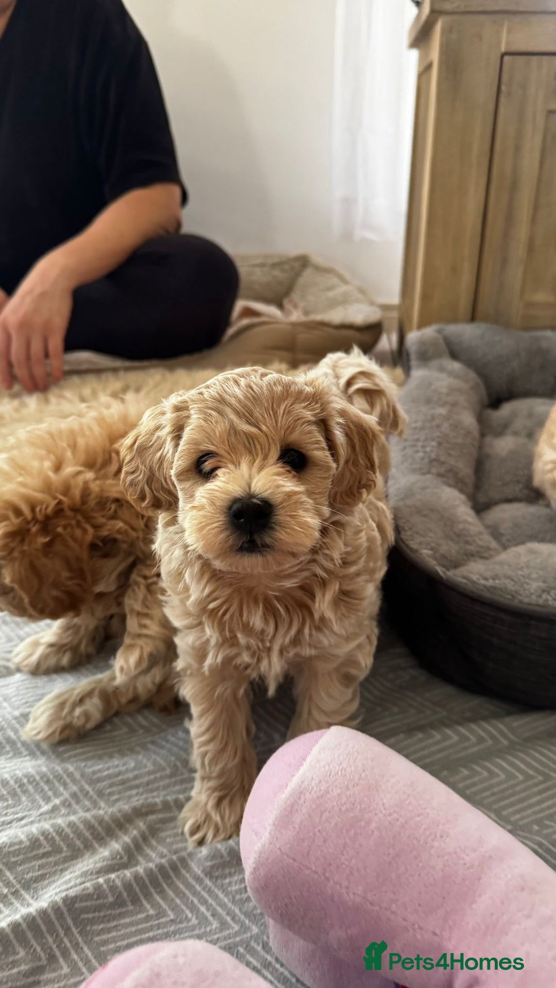 Maltipoo dogs for sale: Maltipoo puppies for sale  - Image 5