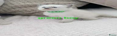Ragdoll 2