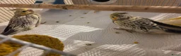 Cockatiels birds for sale: Baby Cockatiels Ready Soon 🐦 in Banbury - Advert 5