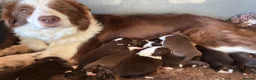 Border Collie dogs for sale: Red Tricolour, chocolate &White Border Collie - Advert 5