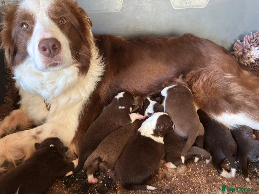 Border Collie dogs for sale: Red Tricolour, chocolate &White Border Collie - Advert 5